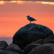 Seagull on a rock at West Coast of Pacific Ocean. Stanley Park, Downtown Vancouver, BC, Canada - PhotoDune Item for Sale