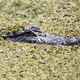 Alligator in the water - PhotoDune Item for Sale