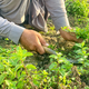 A diverse unrecognizable farm worker manually harvests fresh organic mint on a small desert farm - PhotoDune Item for Sale