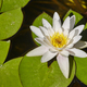 Water lily flower surrounded by green leaves. Exotic garden. Pond - PhotoDune Item for Sale