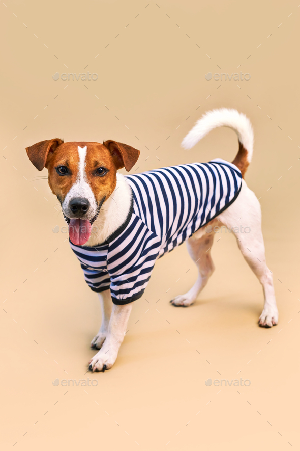 Cute Jack russel dog dressed in striped t shirt Stock Photo by