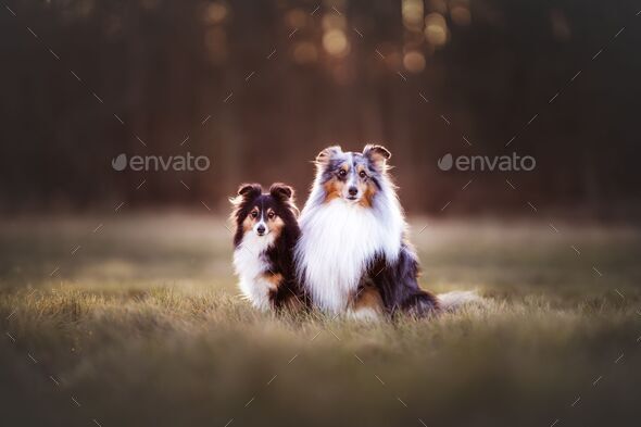 Wallpaper Black and White Long Coated Dog, Background - Download Free Image