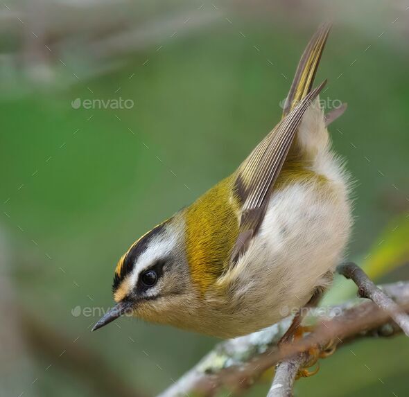 Common firecrest perched on a branch. Regulus ignicapilla. - Stock Photo - Images