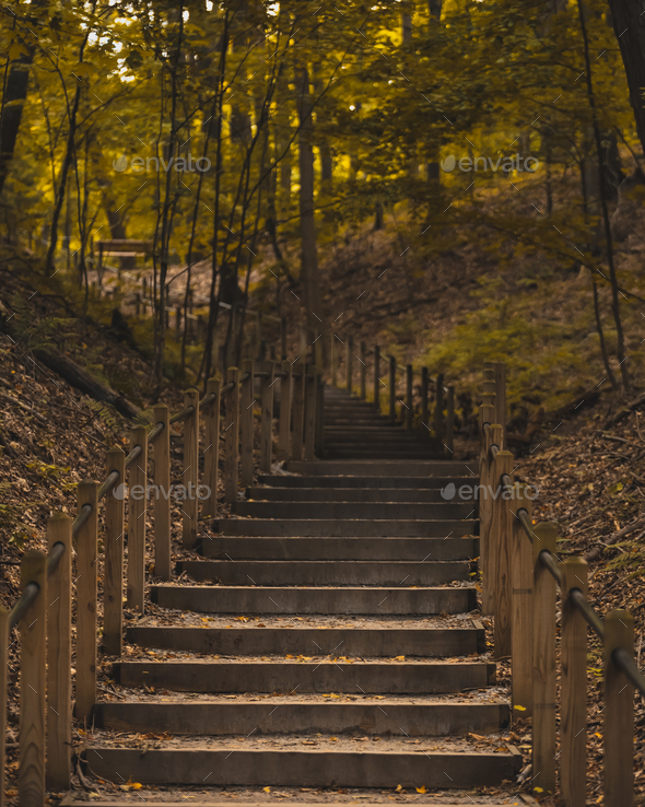 Selective of stairs with wooden railings in a dense forest