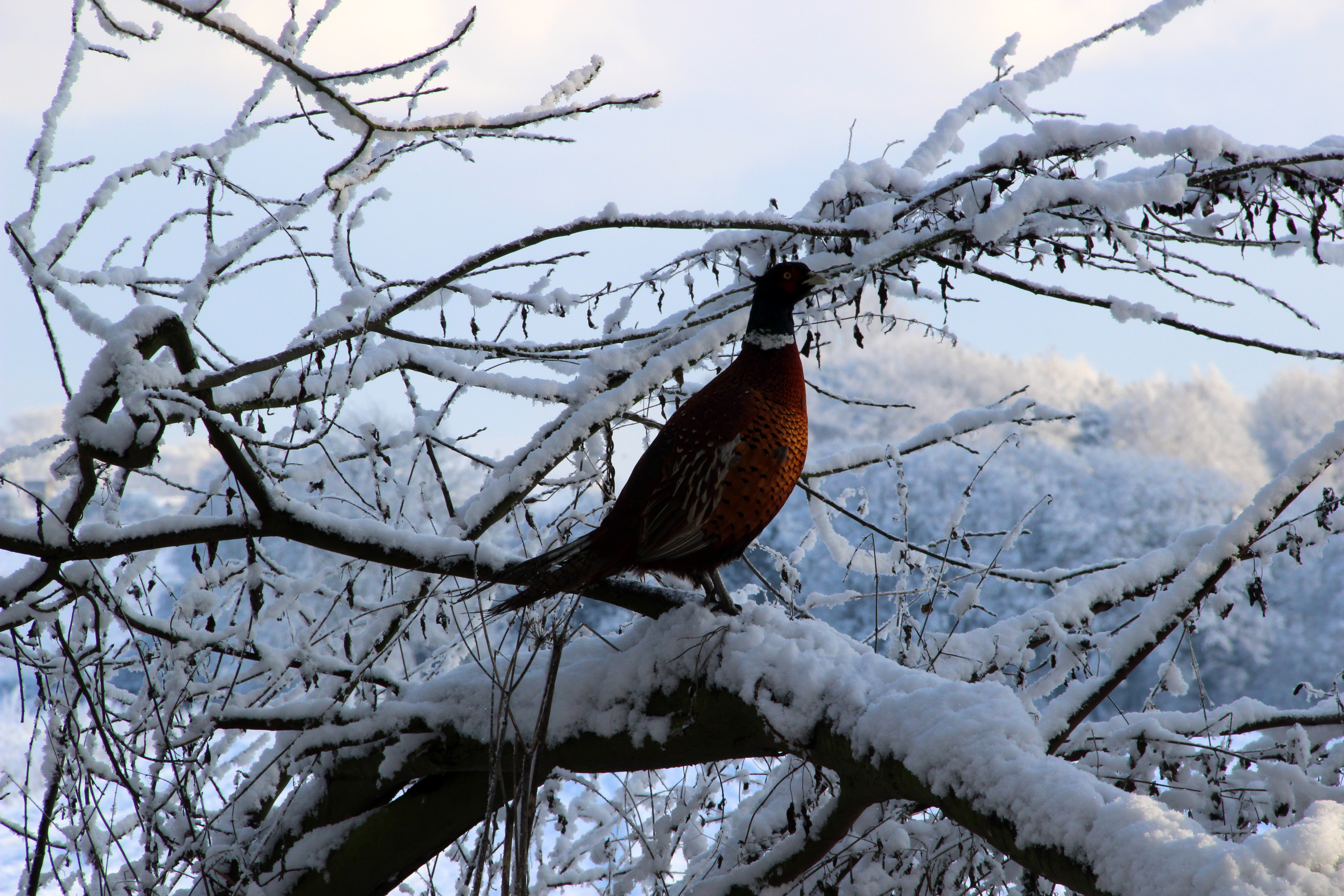 Norfolk Pheasant