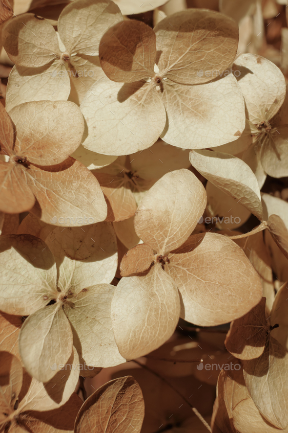 Dried Hydrangea Poster - Dried beige flowers 