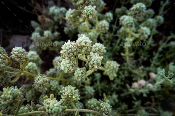 Closeup shot of teucrium polium plant growing in the forest - Stock Photo - Images