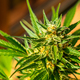 Macro photographs of marijuana buds surrounded by leaves - PhotoDune Item for Sale