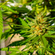 Marijuana buds surrounded by leaves. The medicinal cannabis plant seen up close. Afghani and Skunk - PhotoDune Item for Sale