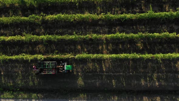  Aerial People Picking And Transporting Plastic Baskets Full Of Red Grapes  On A Small Truck