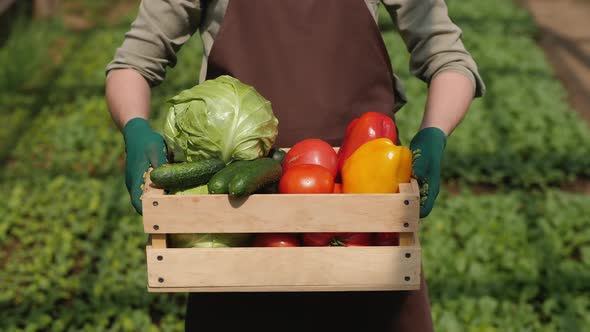 Farmer Hands Holding Box Full of Fresh Vegetables