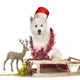 samoyed dog in studio - PhotoDune Item for Sale