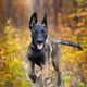 puppy belgian shepherd in nature - PhotoDune Item for Sale