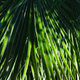 Full frame palm foliage background - PhotoDune Item for Sale