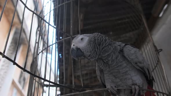 African Gray Parrot in a Cage on a Dirty Street in Stone Town Zanzibar Africa alt