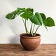 Swiss Cheese Plant in a clay pot - PhotoDune Item for Sale