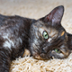 Domestic Tortoiseshell Cat Lies On The Carpet In Room, Sleeping Pet Inside House. - PhotoDune Item for Sale