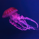 South American Sea Nettle Jelly Fish Swim Underwater Aquarium Pool With Pink Neon Light - PhotoDune Item for Sale