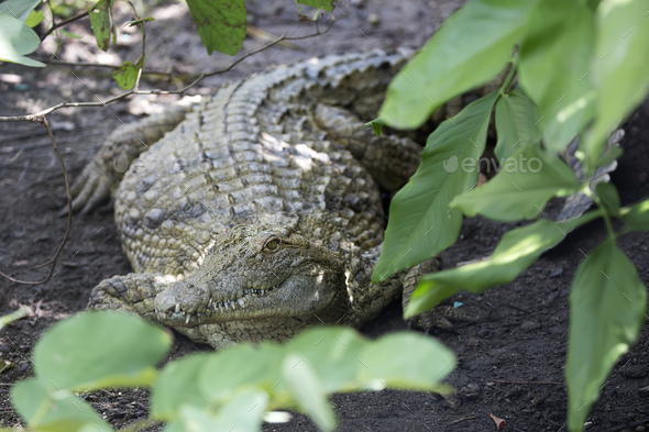 Crocodile in the wild - Stock Photo - Images