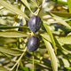 Olive fruit with green leaves background. Agriculture background. Jaen - PhotoDune Item for Sale