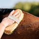 Horse, cleaning and person with brush on ranch for animal care, farm pet and grooming in countrysid - PhotoDune Item for Sale