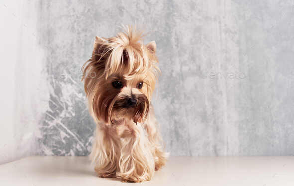 Pedigree yorkshire hot sale terrier