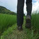 Businessman Feet Walking On Rice Fields - VideoHive Item for Sale