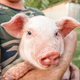 farmer holds a small piglet in his arms, Organic farm meat - PhotoDune Item for Sale