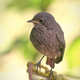 Cute little sparrow bird  - PhotoDune Item for Sale