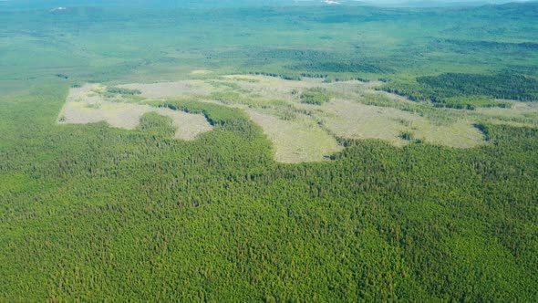 Deforestation Protection of Environment alt