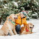 Golden retriever dogs in winter time - PhotoDune Item for Sale