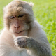Portrait of Long-tailed macaque - PhotoDune Item for Sale
