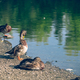 Duck washes on the shore of the lake in the morning - PhotoDune Item for Sale
