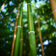 A dense bamboo grove captivates with its unique beauty. - PhotoDune Item for Sale
