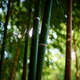 A dense bamboo grove captivates with its unique beauty. - PhotoDune Item for Sale