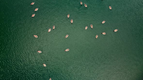 Aerial shot zooming in on ducks swimming on lake