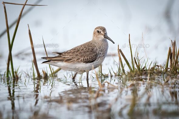 Closeup of a wandering tattler (Tringa incana) resting in waters of a pond on the blurred background - Stock Photo - Images