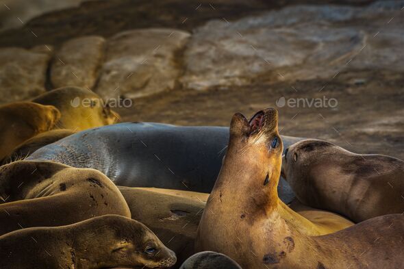 A sea lion looking up and barking with several sea lions sleeping around him at the la jolla cove