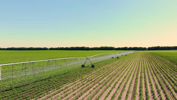 Aero. Watering, Irrigation System at Work, on a Potato Field. Modern Technologies in Farming alt