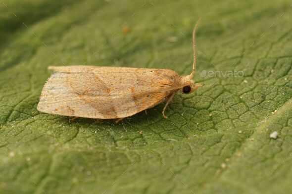 Closeup on a small Common Twist moth, Pandemis cerasana, sitting on a green leaf in the garden - Stock Photo - Images