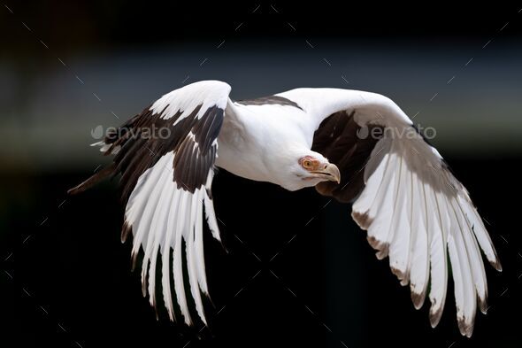 Close-up of a Palm vulture eagle (Gypohierax angolensis) in flight on a dark background - Stock Photo - Images