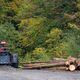Tractor next to cut tree logs in a forest during the daytime - PhotoDune Item for Sale