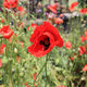 Beautiful bright red poppies - PhotoDune Item for Sale
