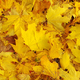Bright yellow autumn background from fallen foliage of maple - PhotoDune Item for Sale