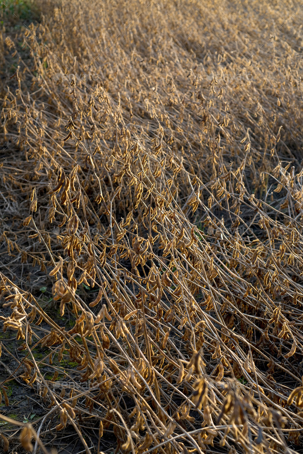 Dry soybean pods close-up in sunset light