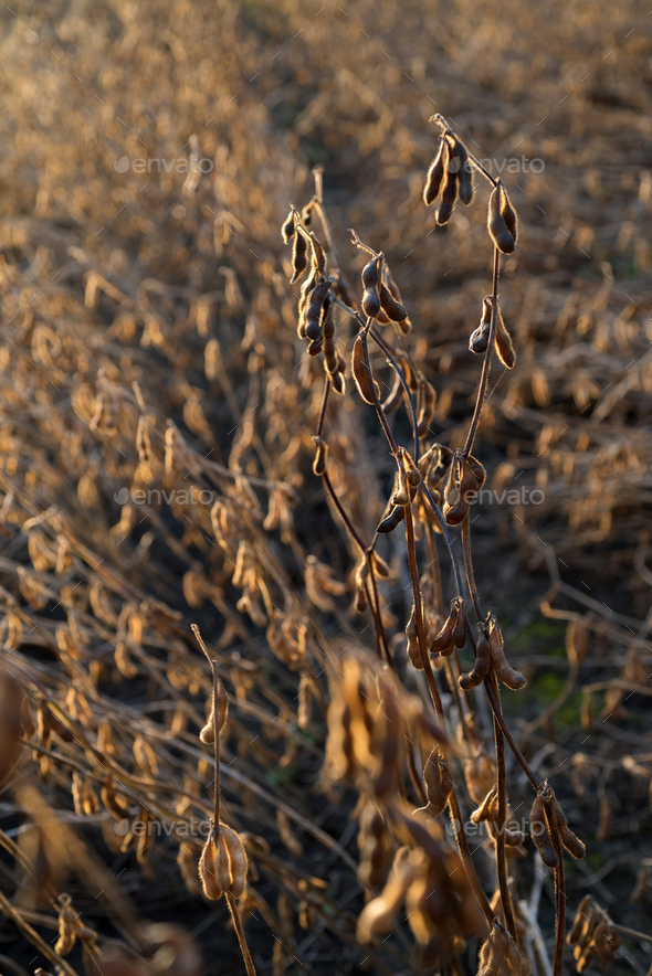 Dry soybean pods close-up in sunset light in an agricultural field