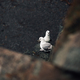 Baby seagulls hiding in the rocks. - PhotoDune Item for Sale