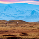 Wildlife in scenery with pink sky - PhotoDune Item for Sale