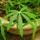 Close up cassava Hemp leaves - PhotoDune Item for Sale