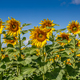 Sunflowers close up in field with the blue sky - PhotoDune Item for Sale